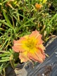 Ms. Belle Daylily