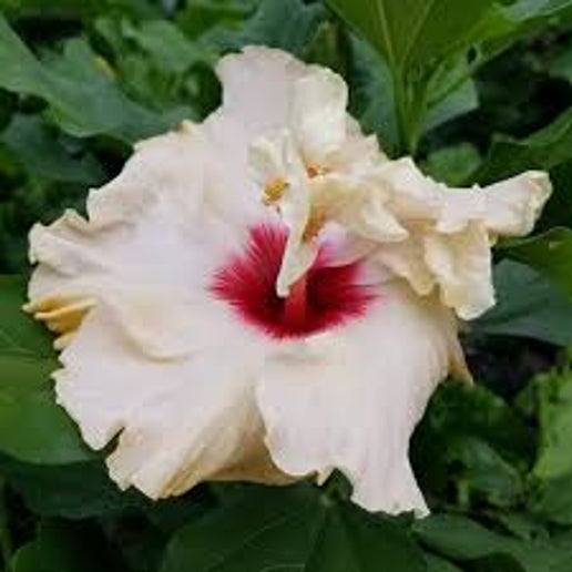 Rising Moon Cajun Hibiscus