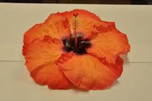 Orange Punch Cajun Hibiscus