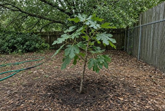 Why Fall Is Easier on a New Fruit Tree in South Louisiana