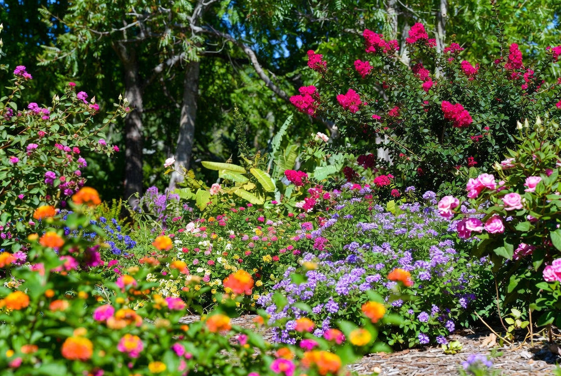 Heat Tolerant Plants That Thrive in South Louisiana Summers
