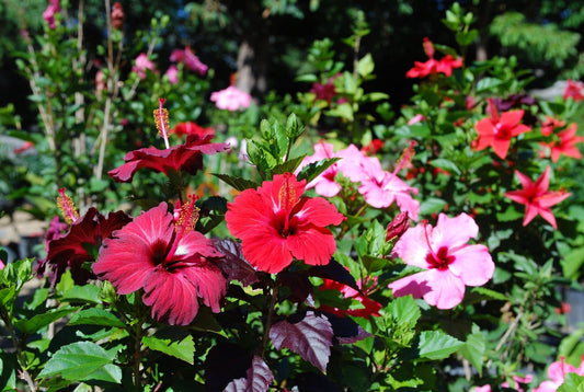 Hardy Hibiscus That Steal the Show