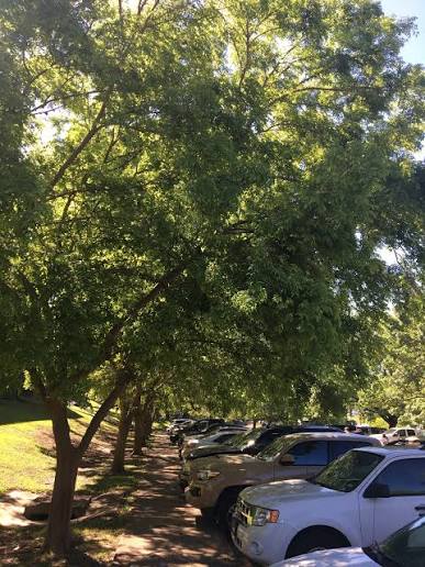 How Trees Help Keep Your South Louisiana Yard Cooler This Summer