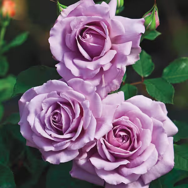 Roses – Cane Row Nursery