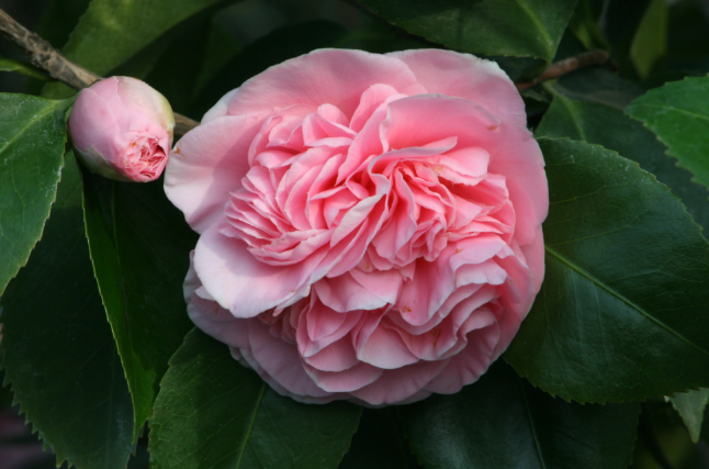Camellia