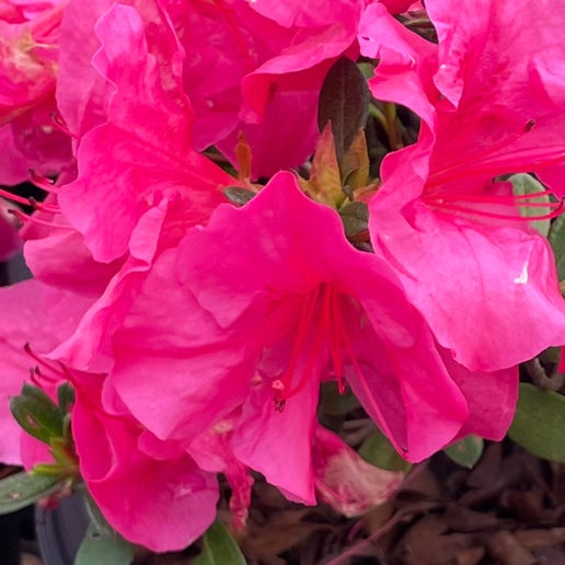 Azaleas
