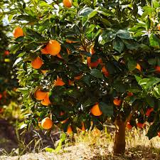 Citrus