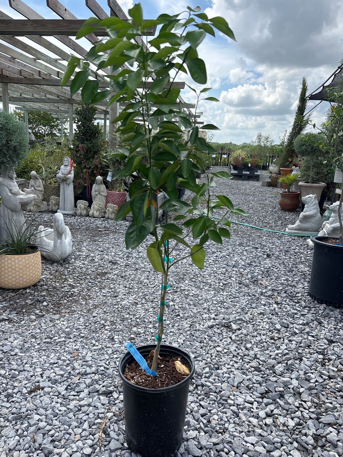 Hamlin Orange Tree | Louisiana Sweet, photo 3