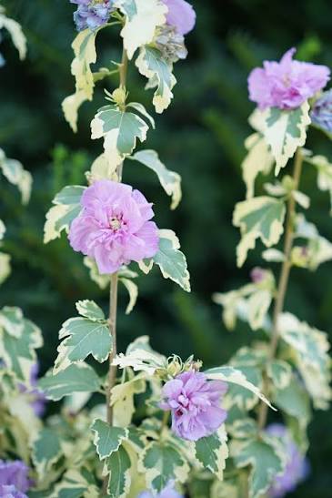 Sugar Tip Althea (Rose of Sharon)