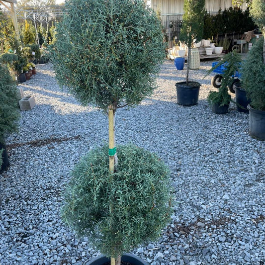 Carolina Sapphire 2 Ball Topiary