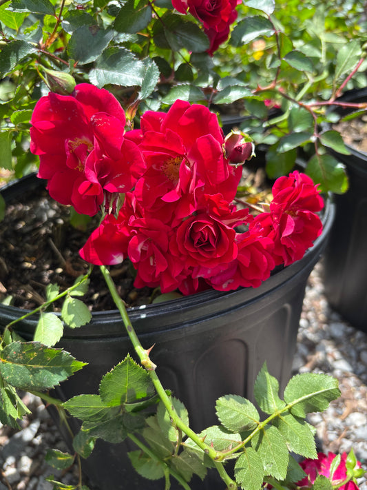 Red Climbing Rose
