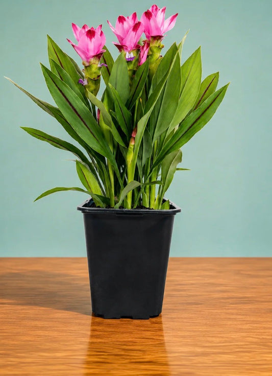 Siam Splash Ornamental Ginger