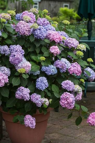 La Dreaming Hydrangea