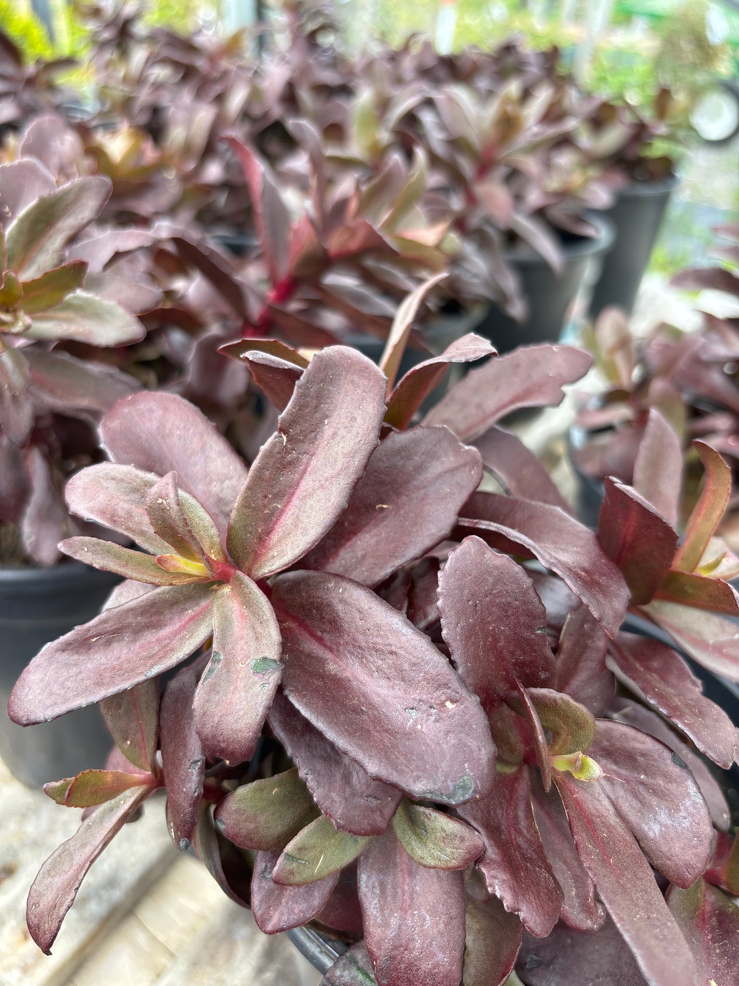 Dark Magic Sedum