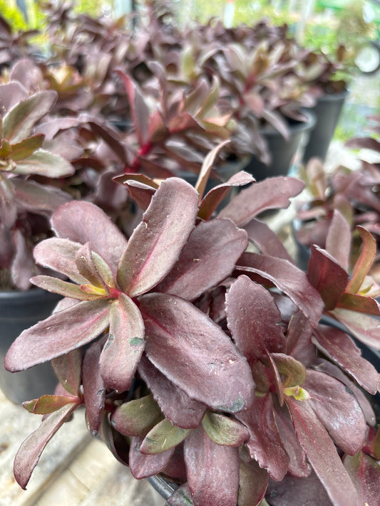 Dark Magic Sedum