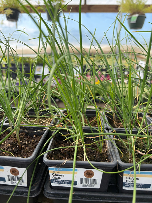 4” Garlic Chives