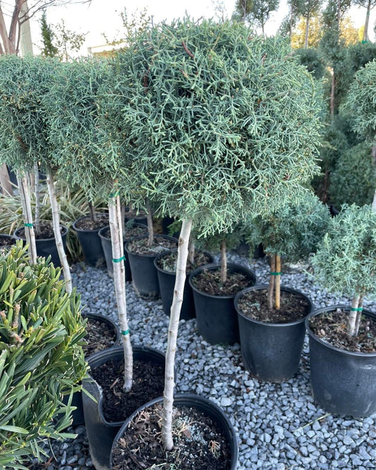 Carolina Sapphire Lollipop Topiary