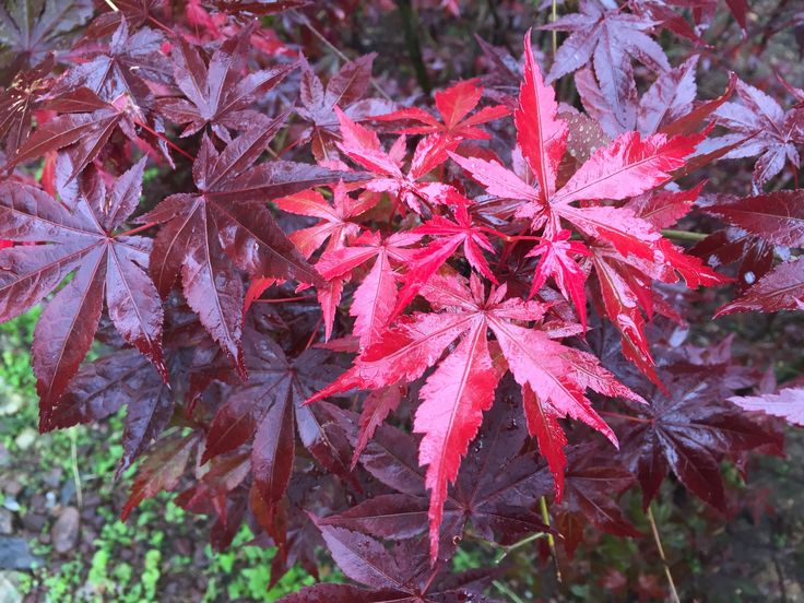 Moon Fire Japanese Maple