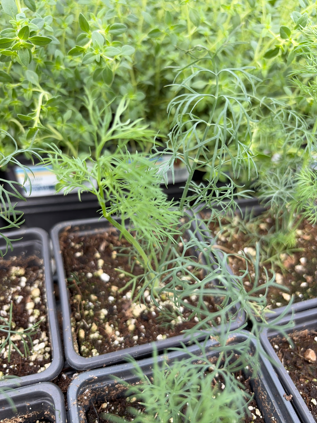 4” Dill