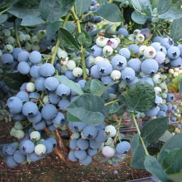 Georgia Gem Blueberry Bush