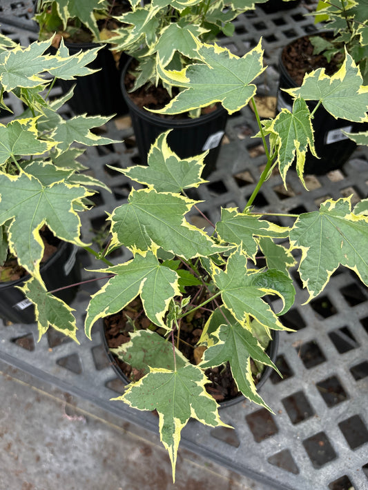 Abutlion Flowering Maple - Variegated