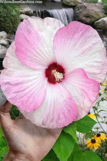 3-N-1 Luna Hardy Hibiscus