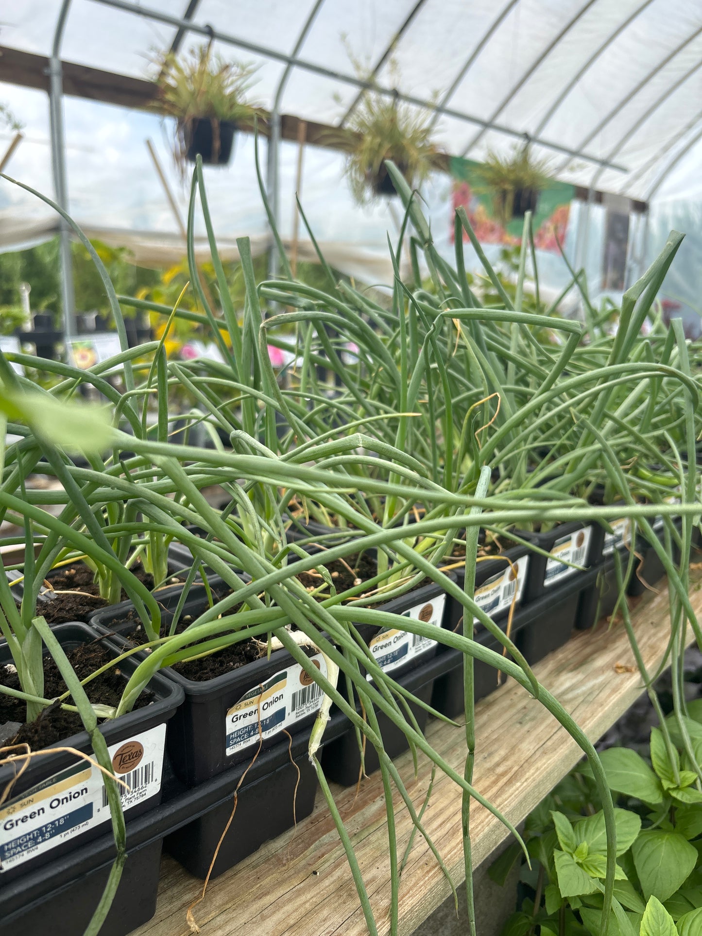 Green Onion