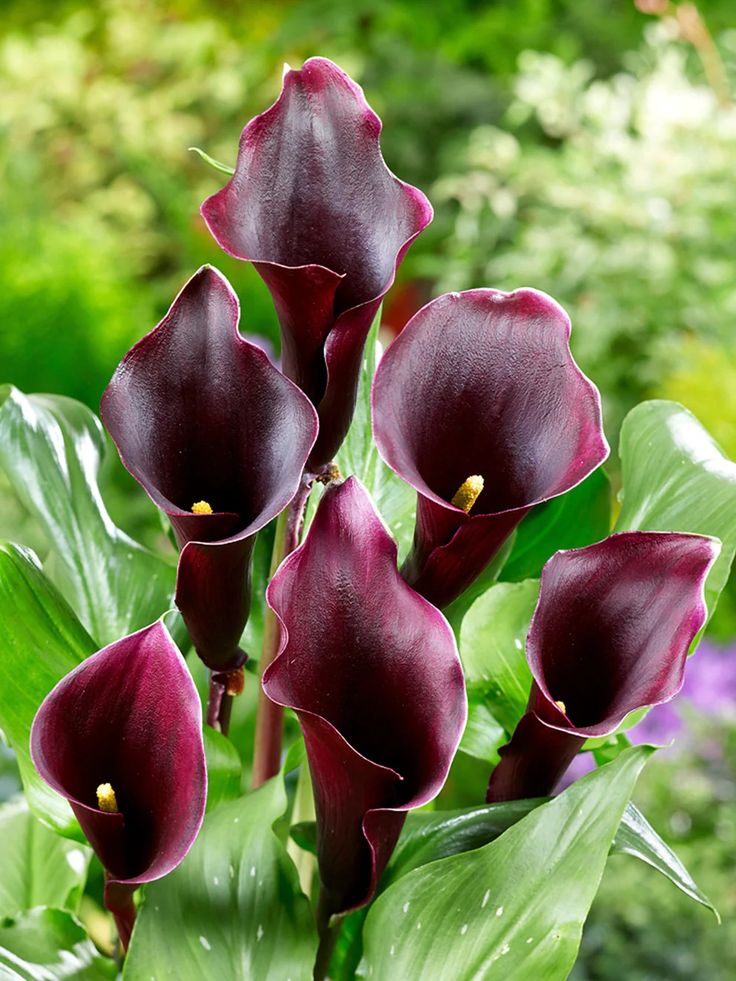 Capt. Caruso Calla Lily