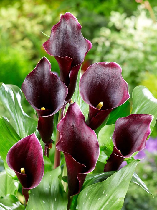 Capt. Caruso Calla Lily
