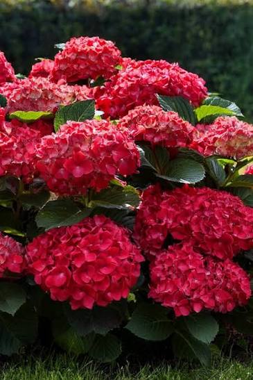 Glowing Embers Hydrangea
