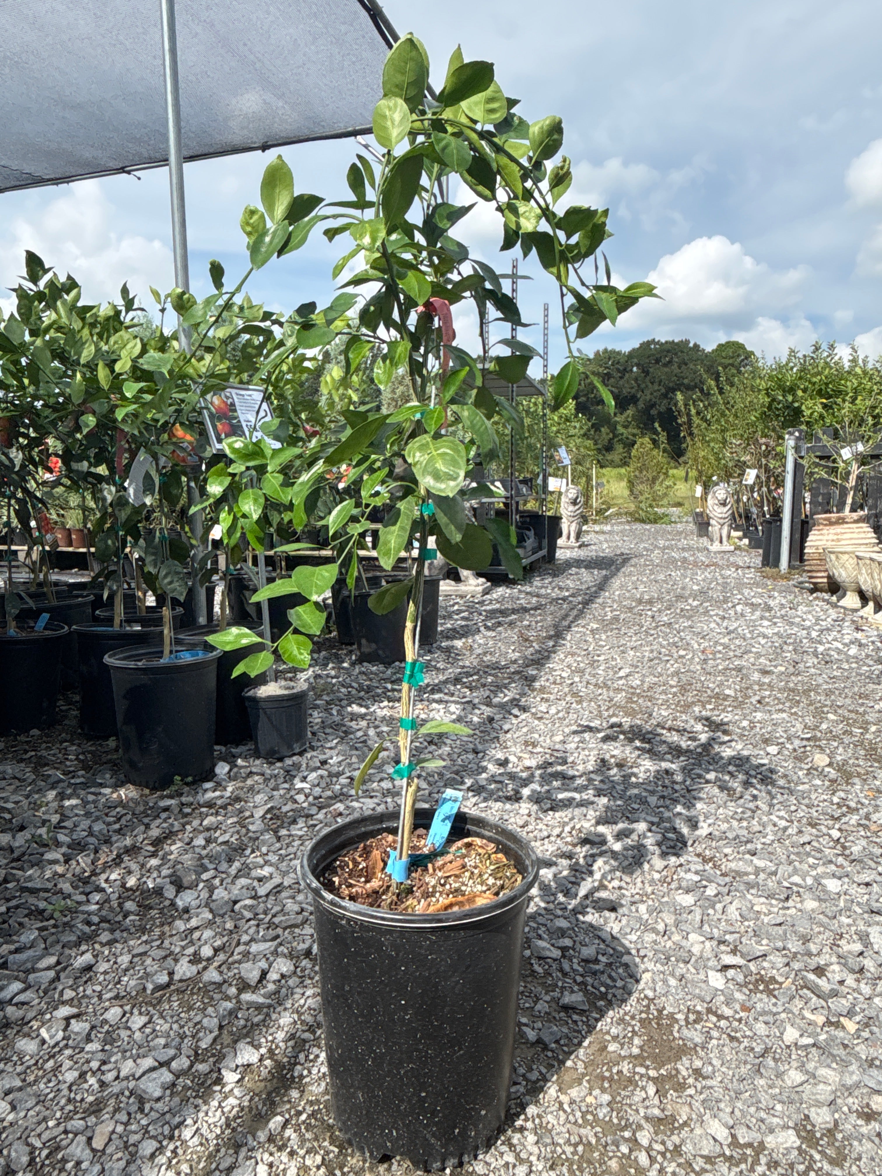 Brown Select Satsuma | Cold Hardy Citrus | Broussard, LA – Cane