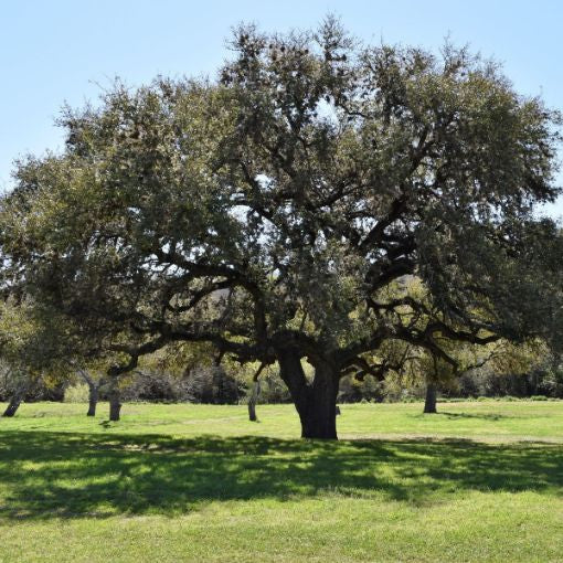 Orange Island Live Oak Tree