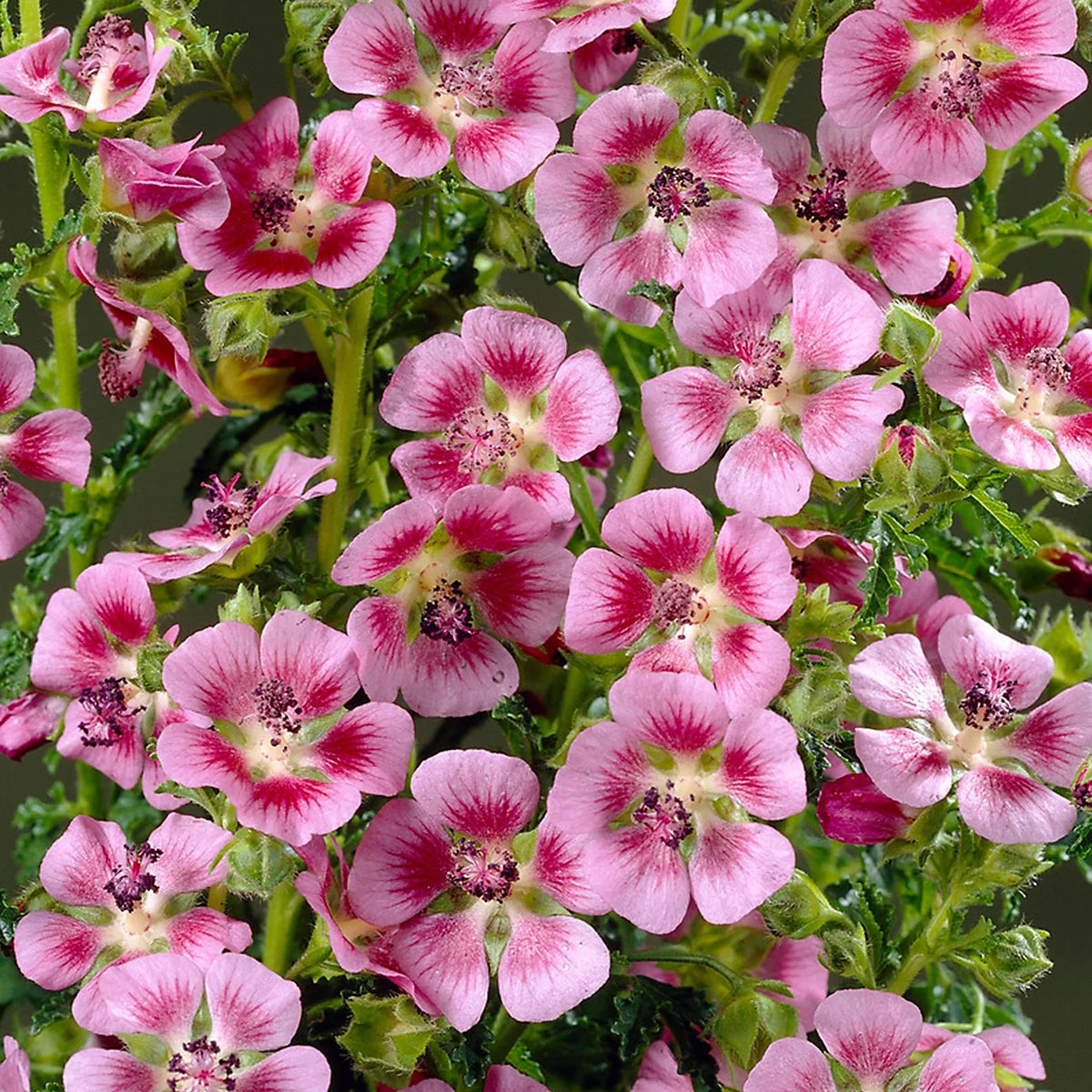 Elegans Princess Arisodontea