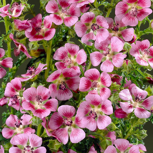 Elegans Princess Arisodontea
