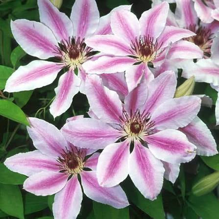Nelly Mosser Clematis