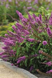 Tutti Frutti Butterfly Bush