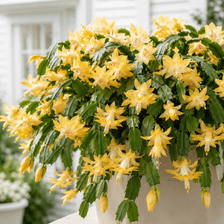 Yellow Christmas Cactus