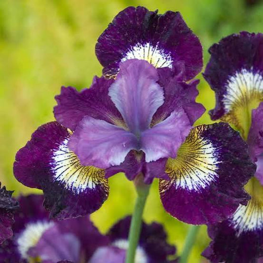 Contrast In Styles Iris