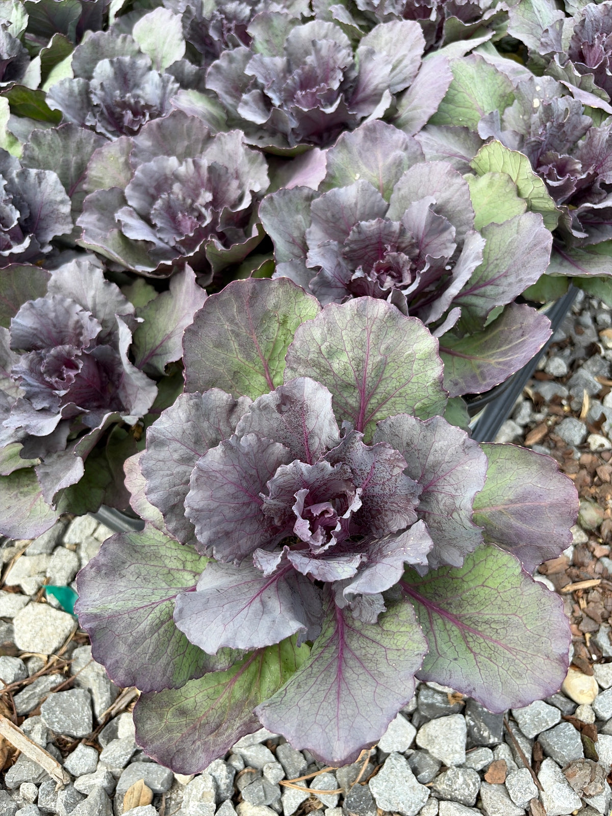 Ornamental Cabbage