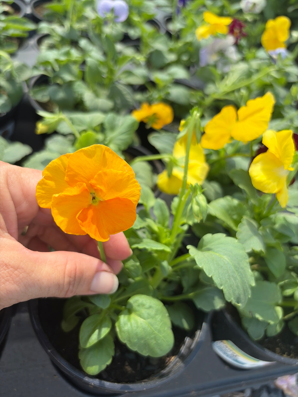 Pansy Mix
