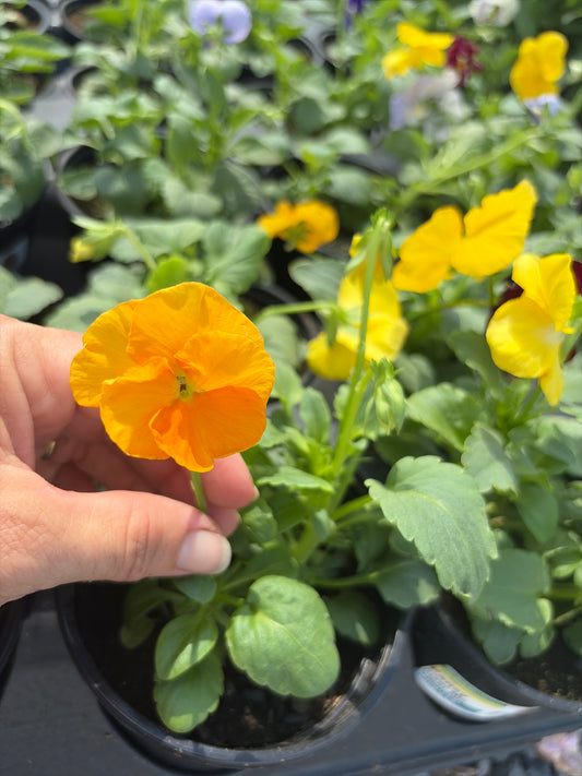 Pansy Mix