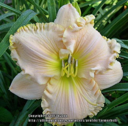 Miss Belle Daylily