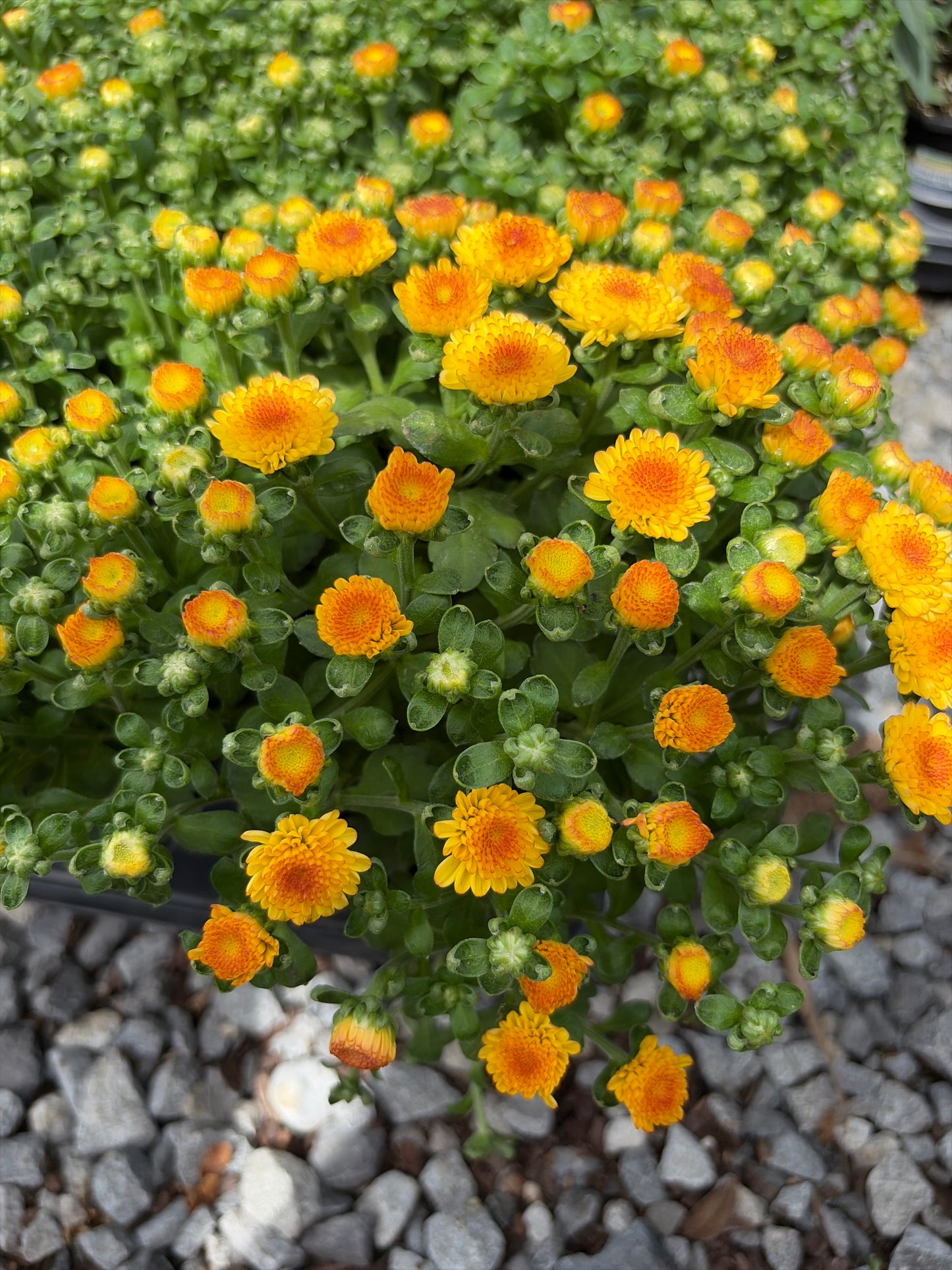 Orange Mum