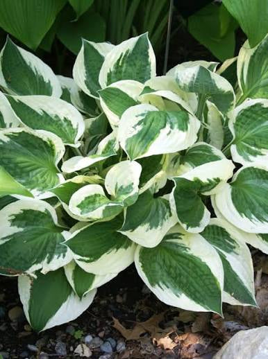 Patriot Hosta
