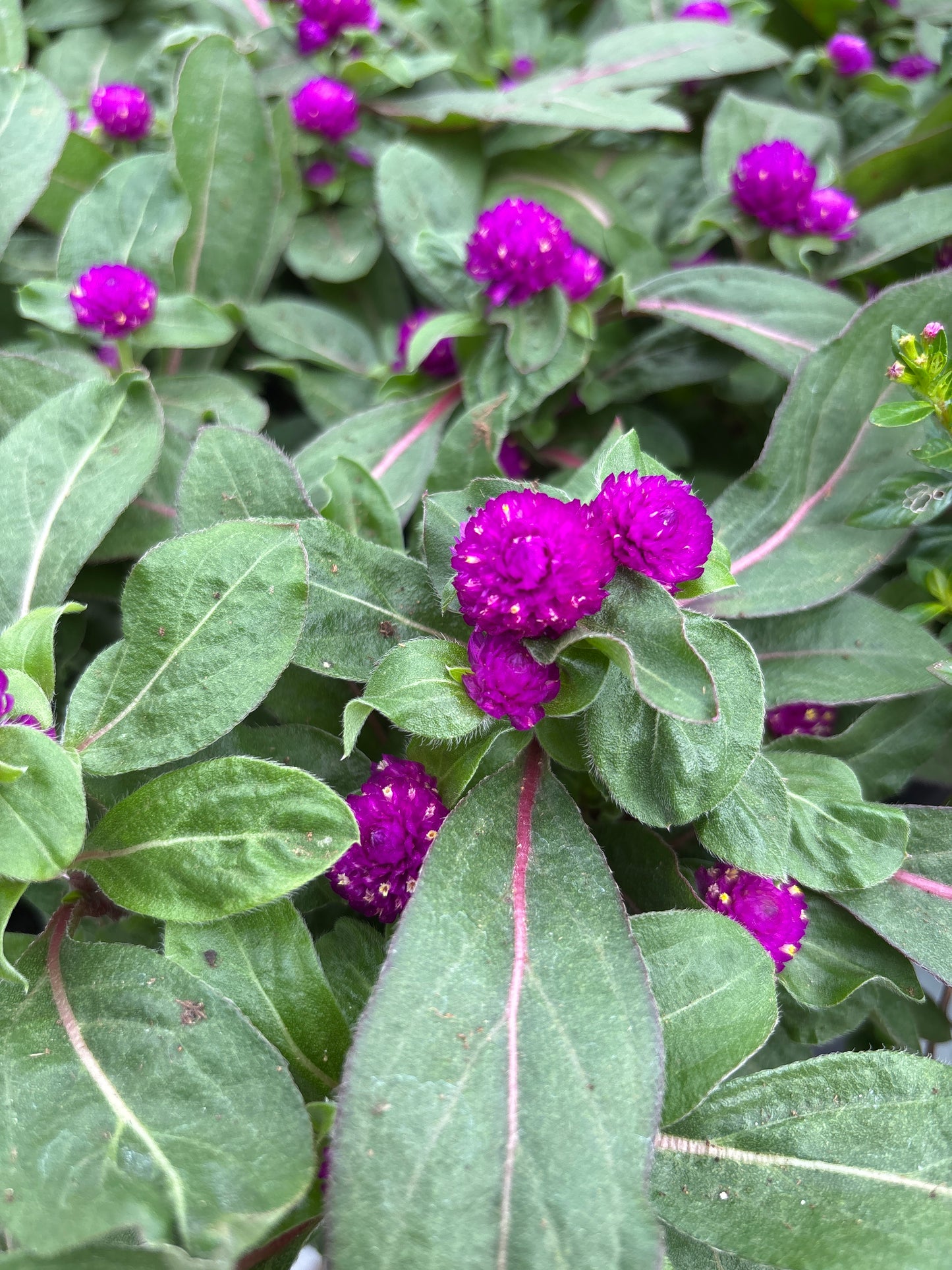 Gomphrena