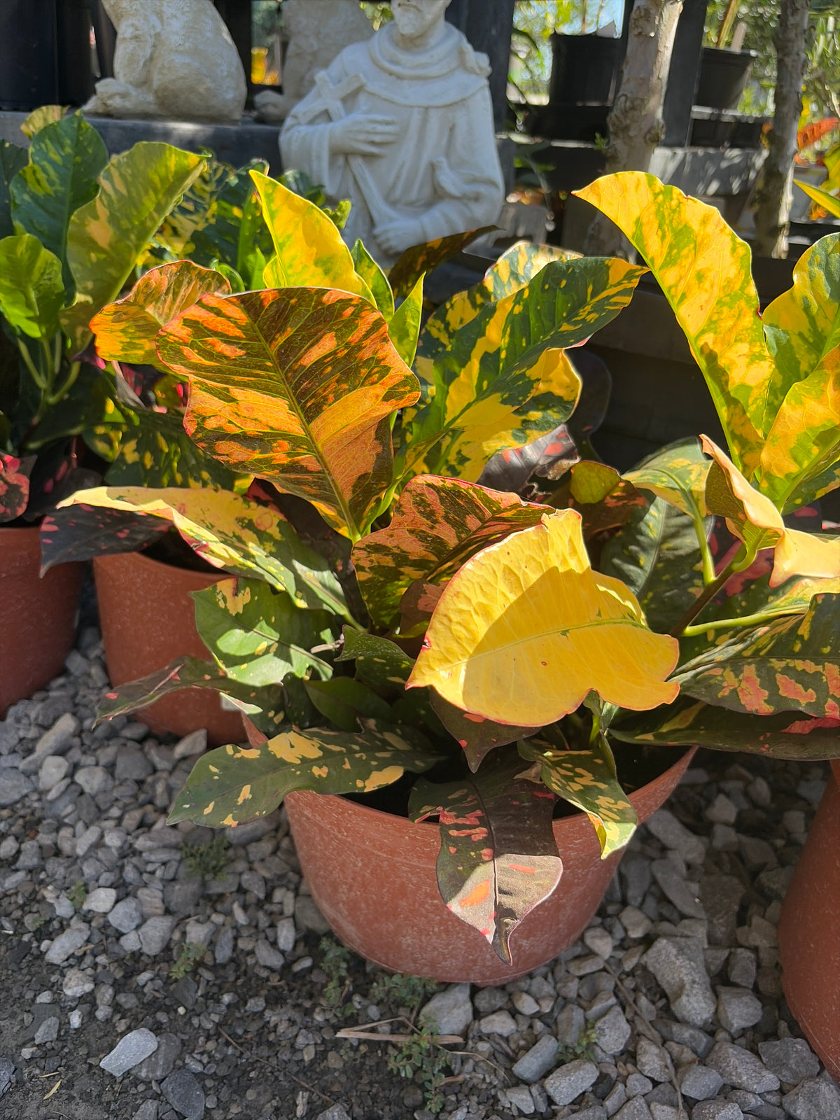 Magnificent Croton