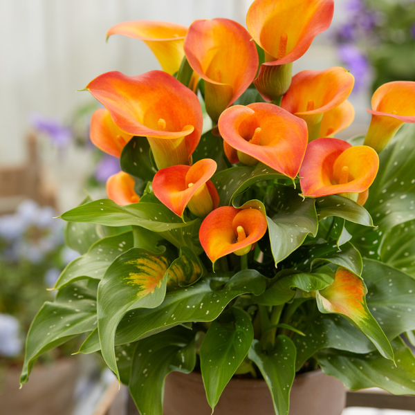 Capt. Brunello Calla Lilly