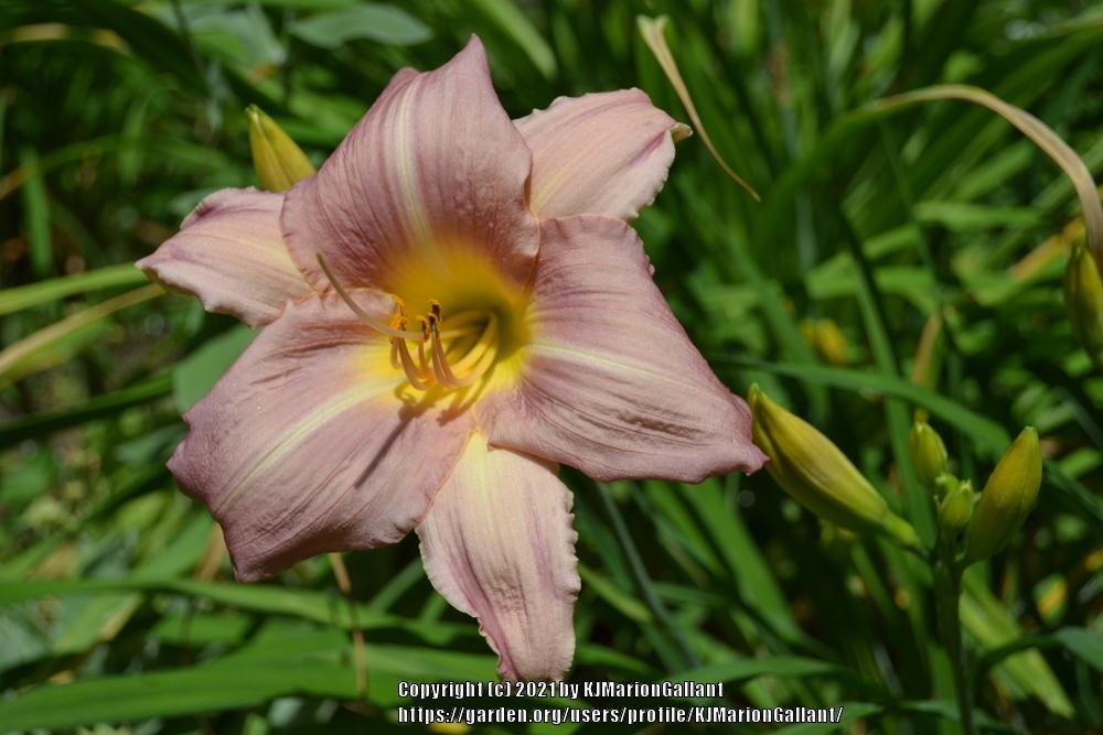 Family Reunion Daylily