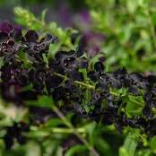 Angel Flare Black Angelonia