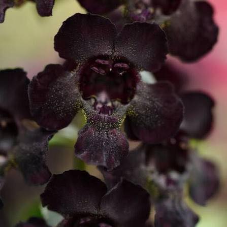 Angel Flare Black Angelonia